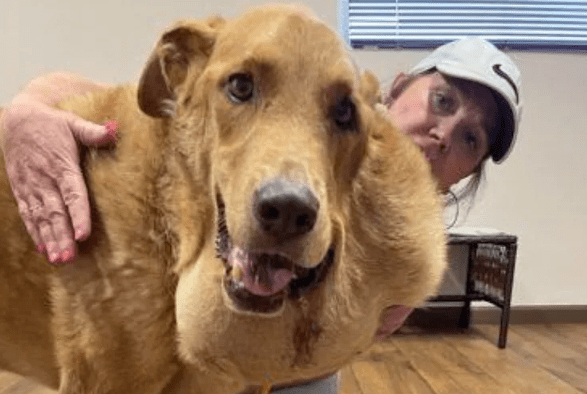 Stray Dog with Massive Tumor Finds Home After Surgery