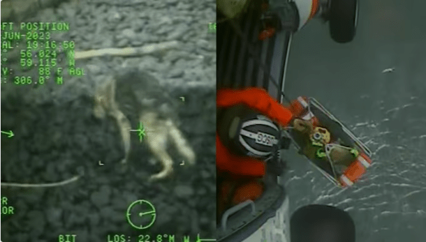US Coast Guard Rescues Injured Dog Stranded on Beach in 90 Minutes