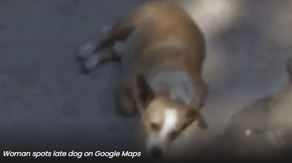 Viral Spotlight Woman's Late Dog Found on Google Maps