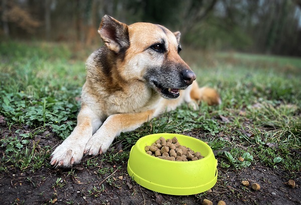 Why My Dog is Not Eating
