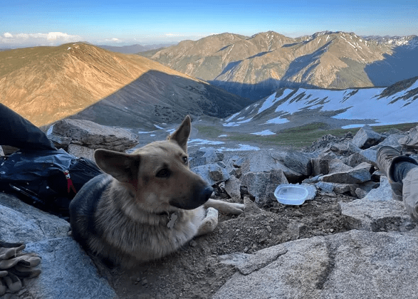 100-pound German shepherd rescued from summit of Mt. Hope in Colorado