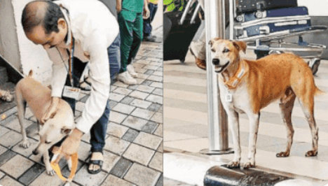 20 Stray Canines at Mumbai Airport Receive ‘Aadhaar’ with QR Code Tags