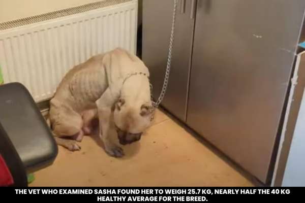 British Indian Man Sentenced for Starving, Chaining Dog Following Birth 7 Pups