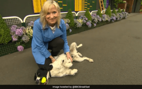 BBC Reporter Once Again Interrupted by Dog on Live TV - Watch