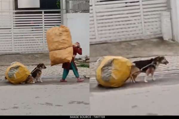 Dog Assists Woman in Carrying Scrap Bag