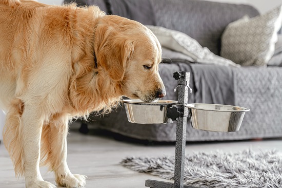 17-Point Checklist for Choosing the Perfect Dog Food in 2024