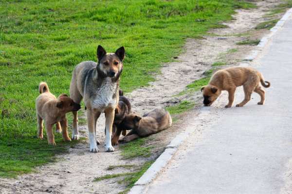 Gorakhpur Trader Poisons Dog and Her Puppies, Sets Their Carcasses Ablaze