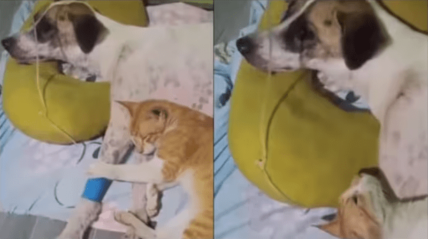 An old video of a cat refusing to leave its sick dog buddy has gone viral.