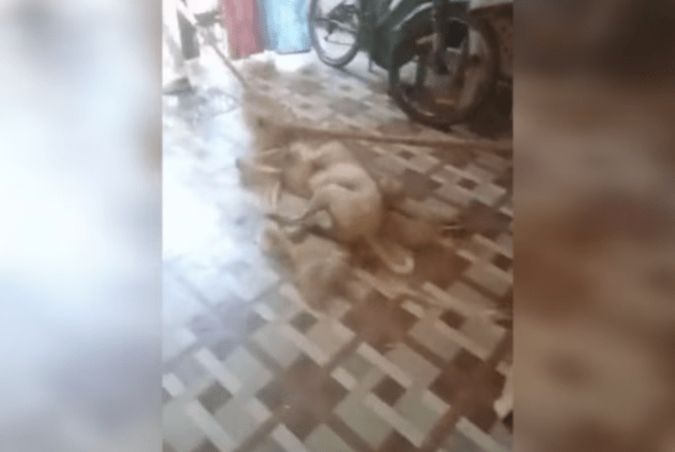 Horror Unleashed Pet Dog Beaten to Death in Madhya Pradesh Village
