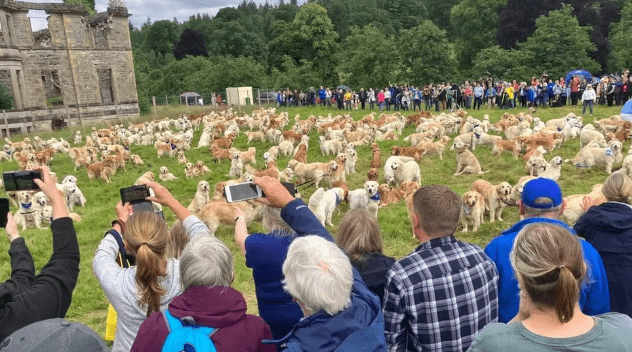 Hundreds of Golden Retrievers Assemble In Highlands