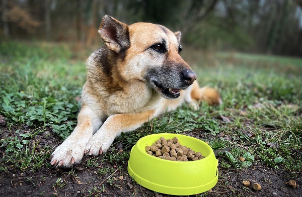 Loss of Appetite in Dogs – Reasons and Solutions