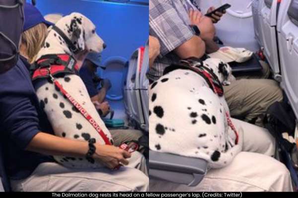 Heartwarming Moment on Flight Shows Dogs' Endearing Bond with Humans