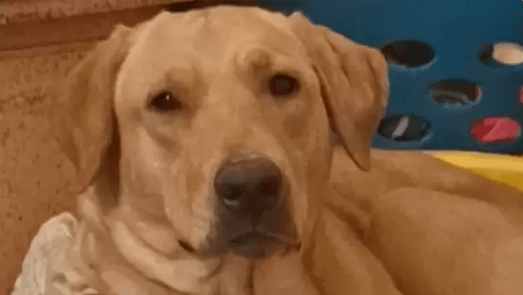Petition To Remove Ohio Cop Who Fatally Shot A Pet Dog Dixie Gets Over 27,000 Signatures