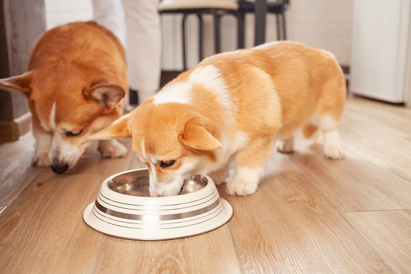 Puppy-Nutrition-Feeding-Your-Furry-Friend-for-Optimal-Health-and-Growth