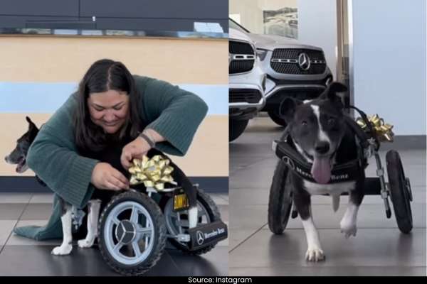 Specially-Abled Rescue Dog Receives Custom Wheelchair from Mercedes-Benz