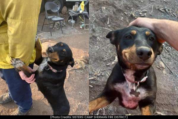 Heartwarming Reunion: Family Rejoices as Rescued Dog Returns Amidst Wildfire Devastation
