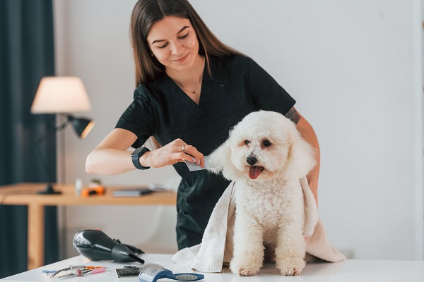 Things You Must Know Before You Become a Dog Groomer