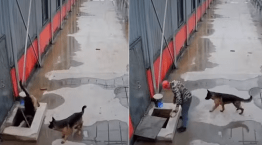 Watch Dog Seeks Man's Help to Rescue Trapped Sibling