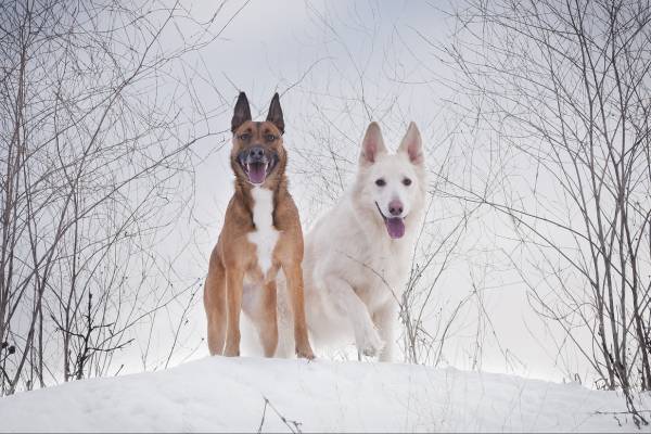 Dog Breeds for Cold Weather