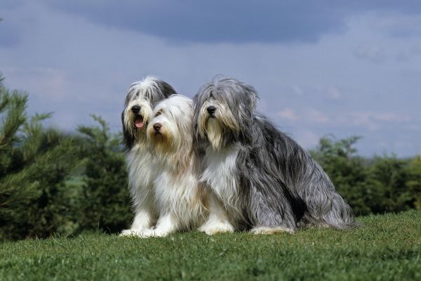 Bearded Collie Cold Weather