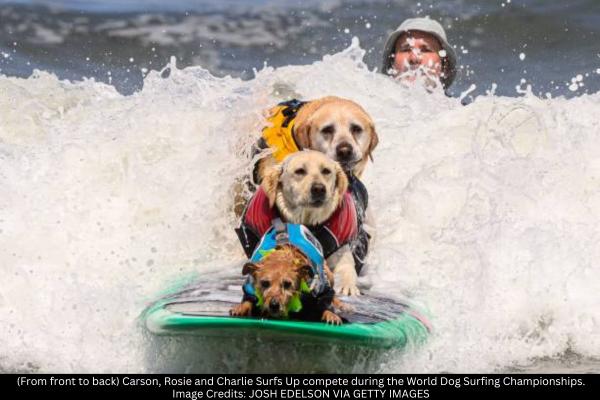 Canine Surfers Ride Waves at World Dog Surfing Championship Near San Francisco