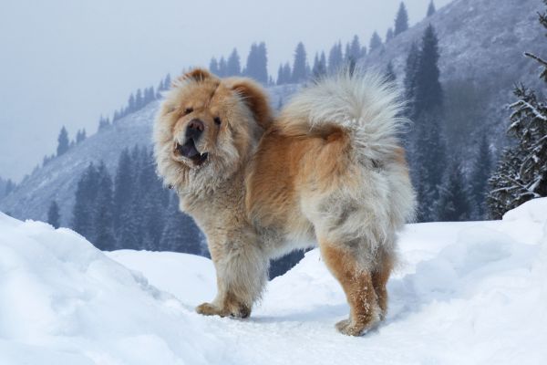 Chow Chow Cold Weather