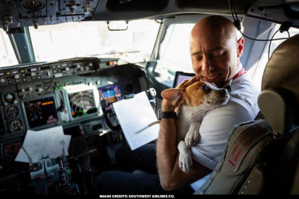 Emergency Airlift Rescues 130+ Shelter Animals from Maui