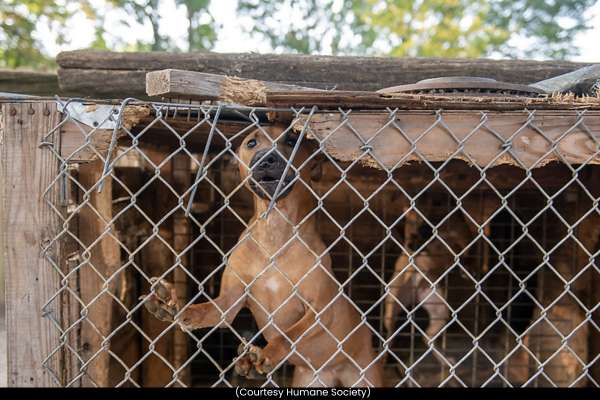 Fourteen Dogs Rescued from Alleged Dogfighting Operation in Gaston County