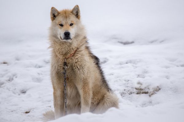Greenland Dog Cold Weather
