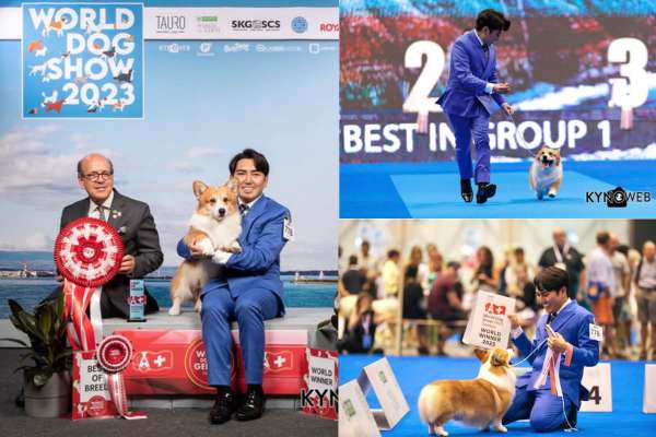 Philippine Corgi Triumphs at World Dog Show 2023