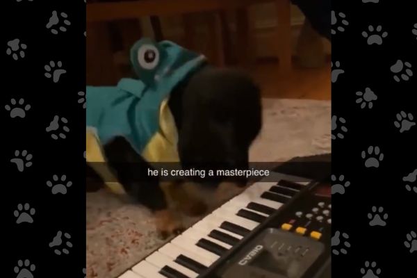 Pup's Musical Masterpiece Becomes Popular Ringtone Choice