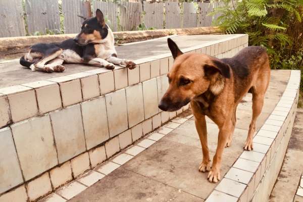 Rabies Vaccination for 26 Stray Dogs at Mumbai Airport