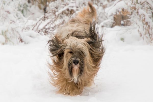 Tibetan Terrier Cold Weather