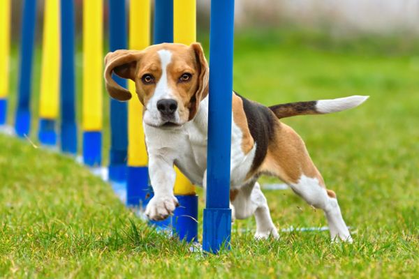 how much does dog training cost