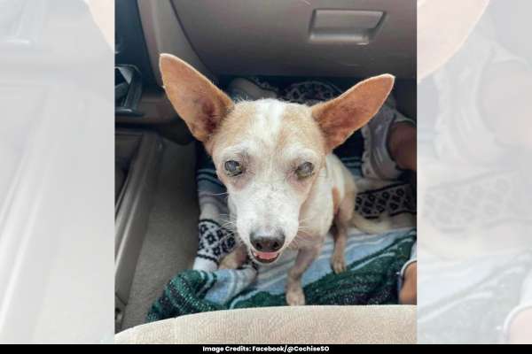 Arrest Made in the Case of Abandoning a Blind, Elderly Dog Alongside a US Highway