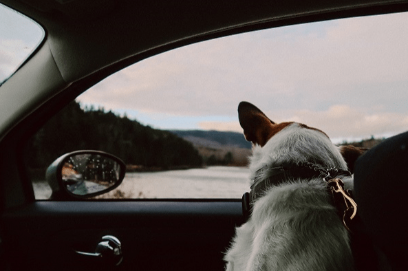 Benefits of Traveling with dog