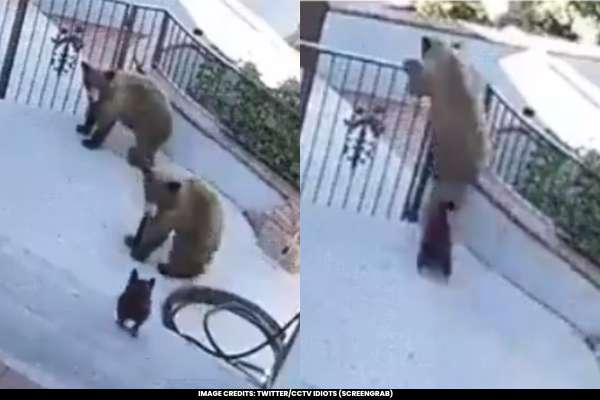 Courageous Dog Scares Off Two Massive Bears
