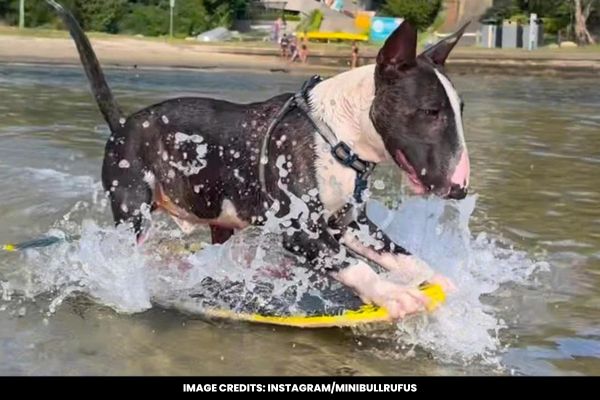 Dog Effortlessly Skimboards on Water, Amazes Viewers