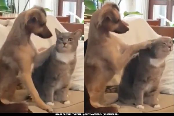 Dog Playfully Engages with Cat in Viral Video