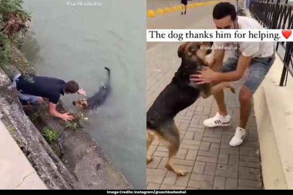 Heartwarming Video Man Saves Drowning Dog and Their Emotional Reunion Goes Viral