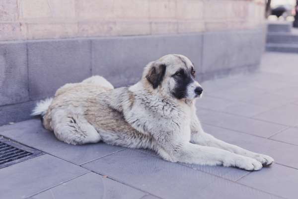 MC Initiates Sterilization Program for Urban Street Dogs in Patiala City