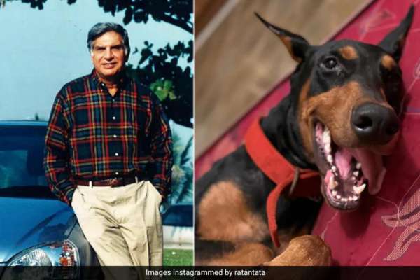 Ratan Tata Seeks Assistance for Stranded Canine in Mumbai on Instagram