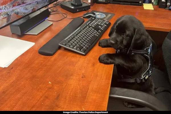 Social Media Buzz Surrounding Blue, the Comfort Dog Employed by Rhode Island Police Department