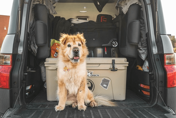 The Pawsome Benefits of Traveling with Your Canine Companion