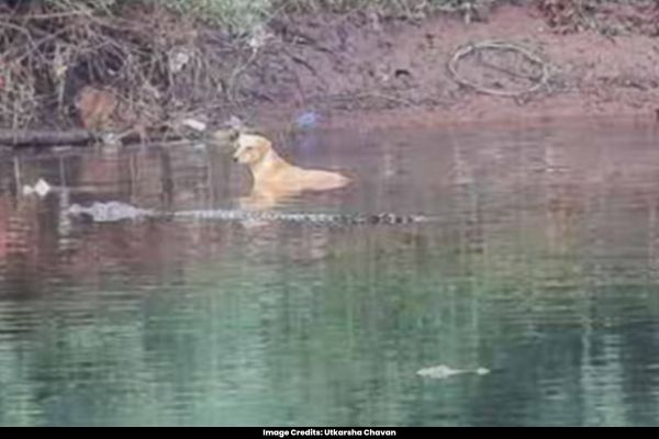 Three Crocodiles Save Dog from River Instead of Attacking