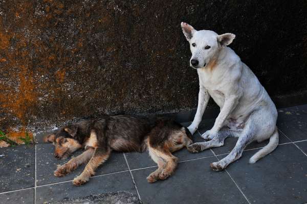 Tragic Discovery in Chennai 30 Dogs Found Dead in Garbage Dump