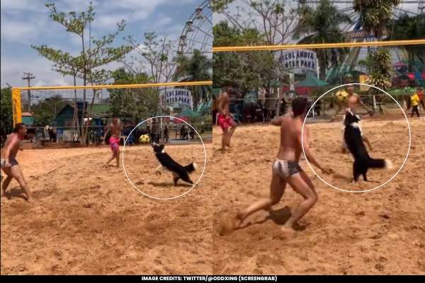 Viral Video Dog's Volleyball Skills Outshine Ours, Don't You Think