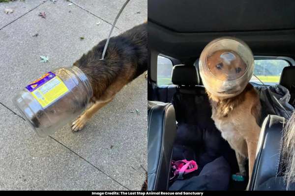 'Cheeto' Safely Rescued After Being Trapped for Three Days with Head in Cheeseball Bucket
