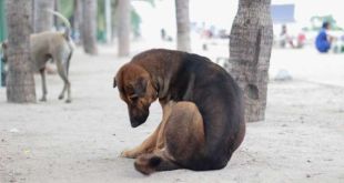 Editorial India's Stray Dog Dilemma No Solution In Sight Yet!