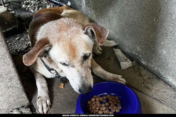 Heartbreaking Viral Tale Loyal Dog's Year-Long Wait Outside Hospital for Deceased Owner